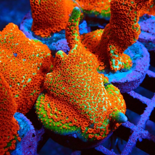 MONTIPORA DIGITATA FOREST FIRE #2605075