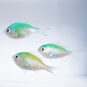 Chromis viridis (M) - promocja - 4+1 GRATIS