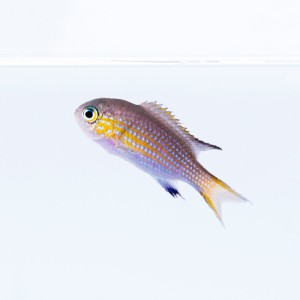 Chromis vanderbilti - promocja - 4+1 GRATIS