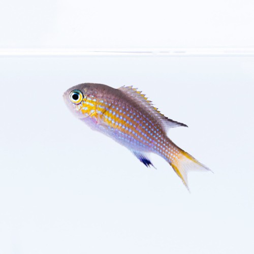 Chromis vanderbilti - promocja - 4+1 GRATIS