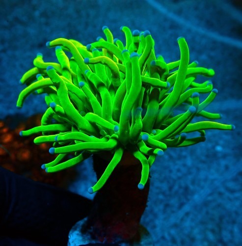 EUPHYLLIA GLABRESCENS HOLY GRAIL TOXIC GREEN #0806084