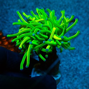 EUPHYLLIA GLABRESCENS HOLY GRAIL TOXIC GREEN #0806083