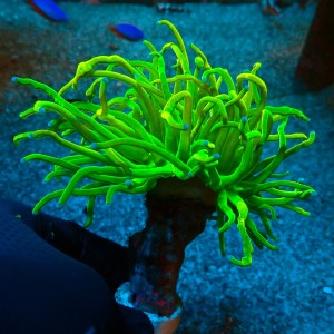 EUPHYLLIA GLABRESCENS HOLY GRAIL TOXIC GREEN [DOUBLEHEAD] #0806082