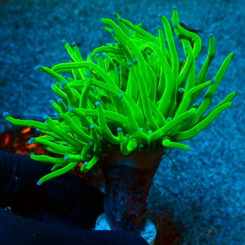 EUPHYLLIA GLABRESCENS HOLY GRAIL TOXIC GREEN [DOUBLEHEAD] #0806081