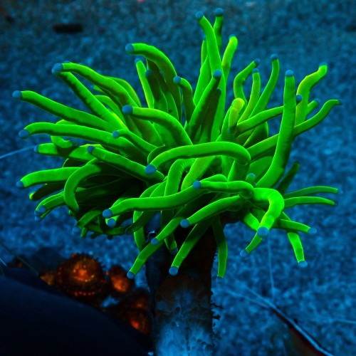 EUPHYLLIA GLABRESCENS HOLY GRAIL TOXIC GREEN #0806080