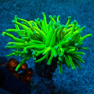 EUPHYLLIA GLABRESCENS HOLY GRAIL TOXIC GREEN #0806079