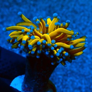 EUPHYLLIA GLABRESCENS ULTRA 24K #0806078