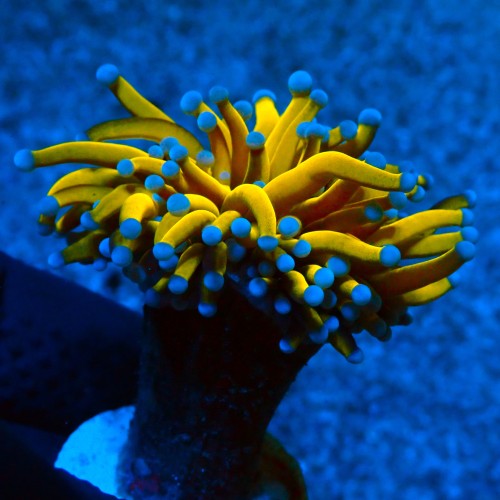 EUPHYLLIA GLABRESCENS ULTRA 24K #0806078