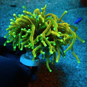 EUPHYLLIA GLABRESCENS ULTRA HELLFIRE [DOUBLEHEAD] #0806077