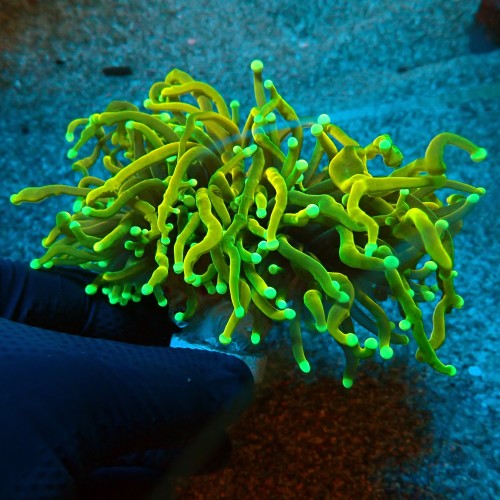 EUPHYLLIA GLABRESCENS ULTRA HELLFIRE [DOUBLEHEAD] #0806076