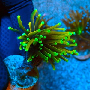 EUPHYLLIA GLABRESCENS HELLFIRE #0806071