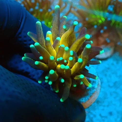 EUPHYLLIA CRISTATA TIGER TORCH GOLD #0806056