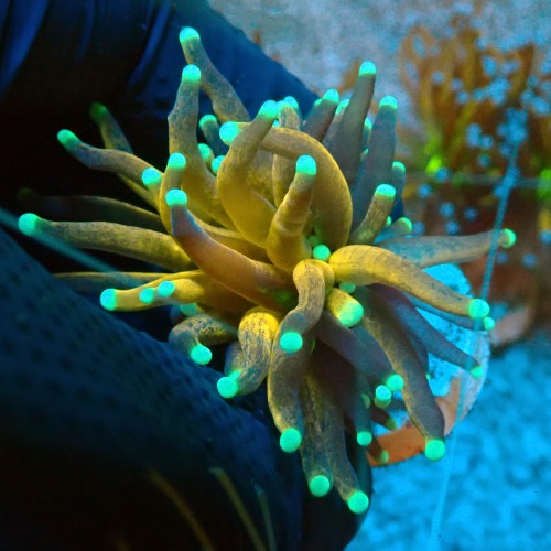 EUPHYLLIA CRISTATA TIGER TORCH GOLD #0806057