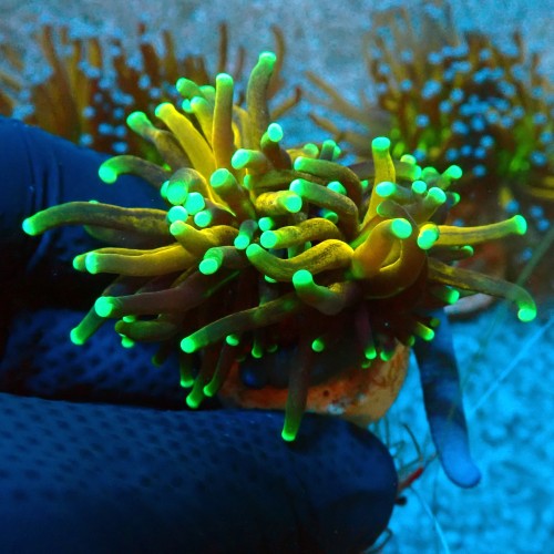 EUPHYLLIA CRISTATA TIGER TORCH GOLD [DOUBLEHEAD] #0806054