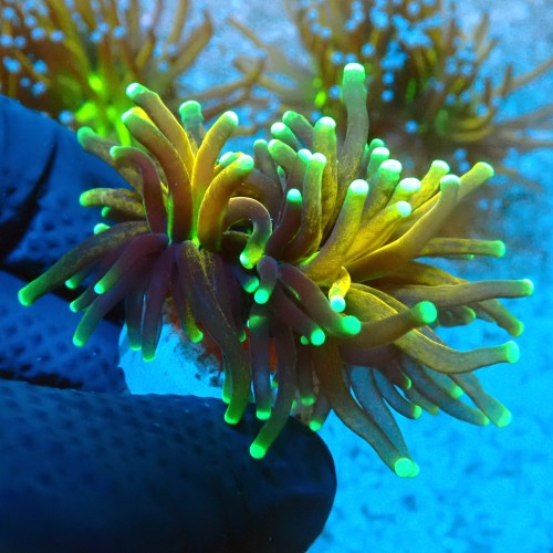 EUPHYLLIA CRISTATA TIGER TORCH GOLD [DOUBLEHEAD] #0806053