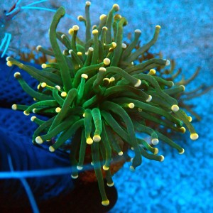 EUPHYLLIA GLABRESCENS ORANGE TIP GREEN TORCH #0806050