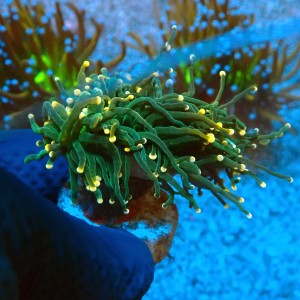 EUPHYLLIA GLABRESCENS ORANGE TIP GREEN TORCH [DOUBLEHEAD] #0806049