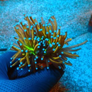 EUPHYLLIA GLABRESCENS ULTRA NYKNICKS [DOUBLEHEAD] #0806045