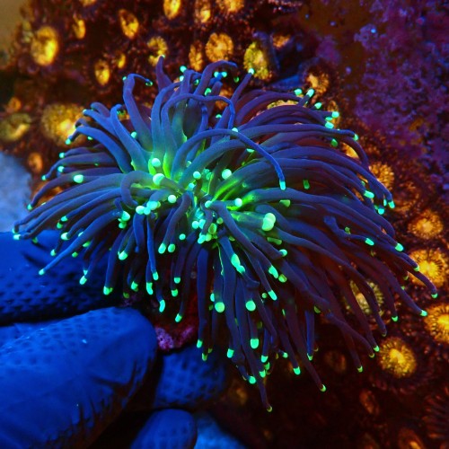 EUPHYLLIA GLABRESCENS ULTRA BLACK TORCH YELLOW TIP [DOUBLEHEAD] #0806039