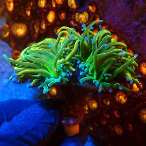 EUPHYLLIA GLABRESCENS RAPUNZEL TORCH [DOUBLEHEAD] #0806040