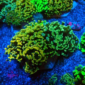 EUPHYLLIA PARAANCORA GARDEN (4XMORPH MIX ~7P) #0806002
