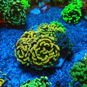 EUPHYLLIA PARAANCORA GARDEN (4XMORPH MIX ~7P) #0806003