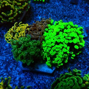 EUPHYLLIA PARAANCORA GARDEN (4XMORPH MIX ~7P) #0806004