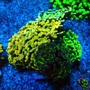 EUPHYLLIA PARAANCORA GARDEN (5XMORPH MIX ~10P) #0806005