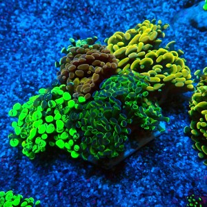 EUPHYLLIA PARAANCORA GARDEN (4XMORPH MIX ~7P) #0806006