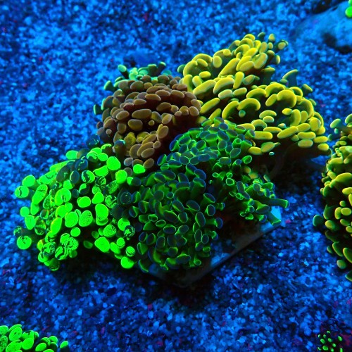EUPHYLLIA PARAANCORA GARDEN (4XMORPH MIX ~7P) #0806006
