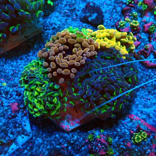 EUPHYLLIA PARAANCORA GARDEN (5XMORPH MIX ~10P) #0806007