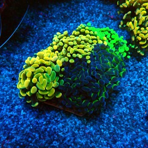 EUPHYLLIA PARAANCORA GARDEN (4XMORPH MIX ~7P) #0806008