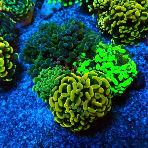 EUPHYLLIA PARAANCORA GARDEN (5XMORPH MIX ~10P) #0806009
