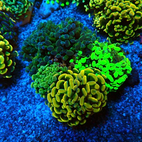 EUPHYLLIA PARAANCORA GARDEN (5XMORPH MIX ~10P) #0806009