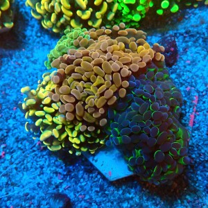 EUPHYLLIA PARAANCORA GARDEN (4XMORPH MIX ~7P) #0806010