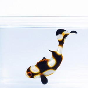 Plectorhinchus orientalis (S)