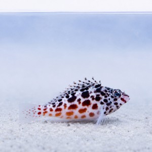 Cirrhitichthys aprinus - żagiewka