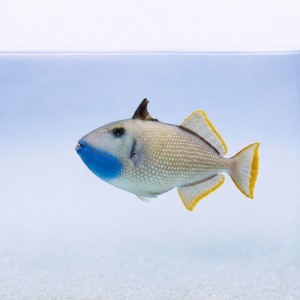 Xanthichthys auromarginatus - rogatnica (samiec)