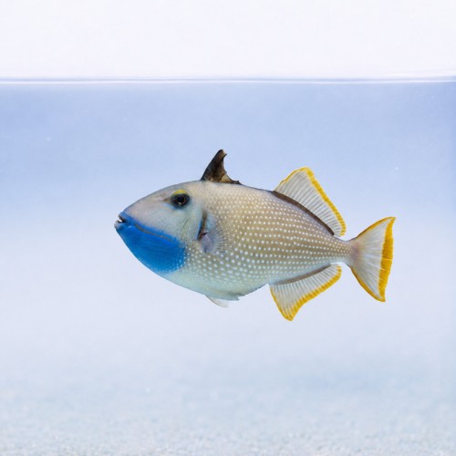 Xanthichthys auromarginatus - rogatnica (samiec)