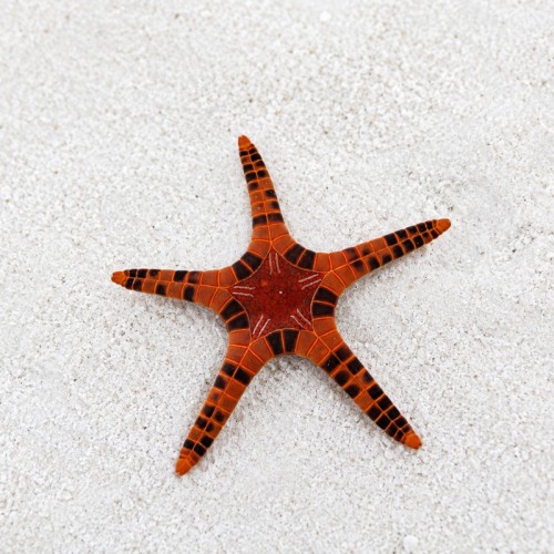 Iconaster longimanus - rozgwiazda