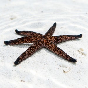 Echinaster luzonicus - rozgwiazda 