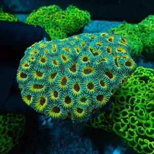 FAVIA ULTRA YELLOW L (~12CM) #1006007