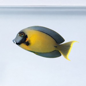 Acanthurus pyroferus (M) - pokolec