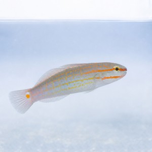 Amblygobius decussatus (M) - babka kopiąca