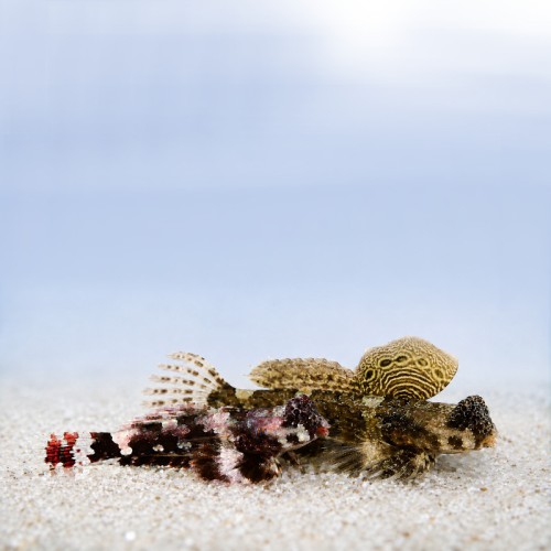Synchiropus ocellatus (M) - PARA - mandaryn marmurkowy