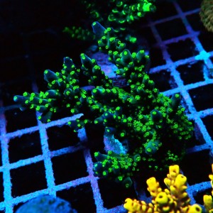 ACROPORA #1606028