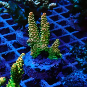 ACROPORA #1606031