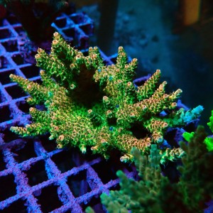 ACROPORA #1606032