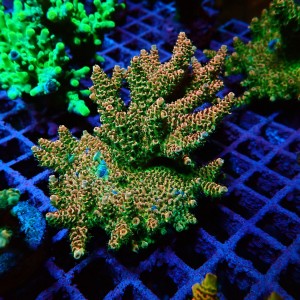 ACROPORA #1606033
