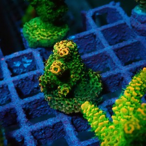 ACROPORA #1606035